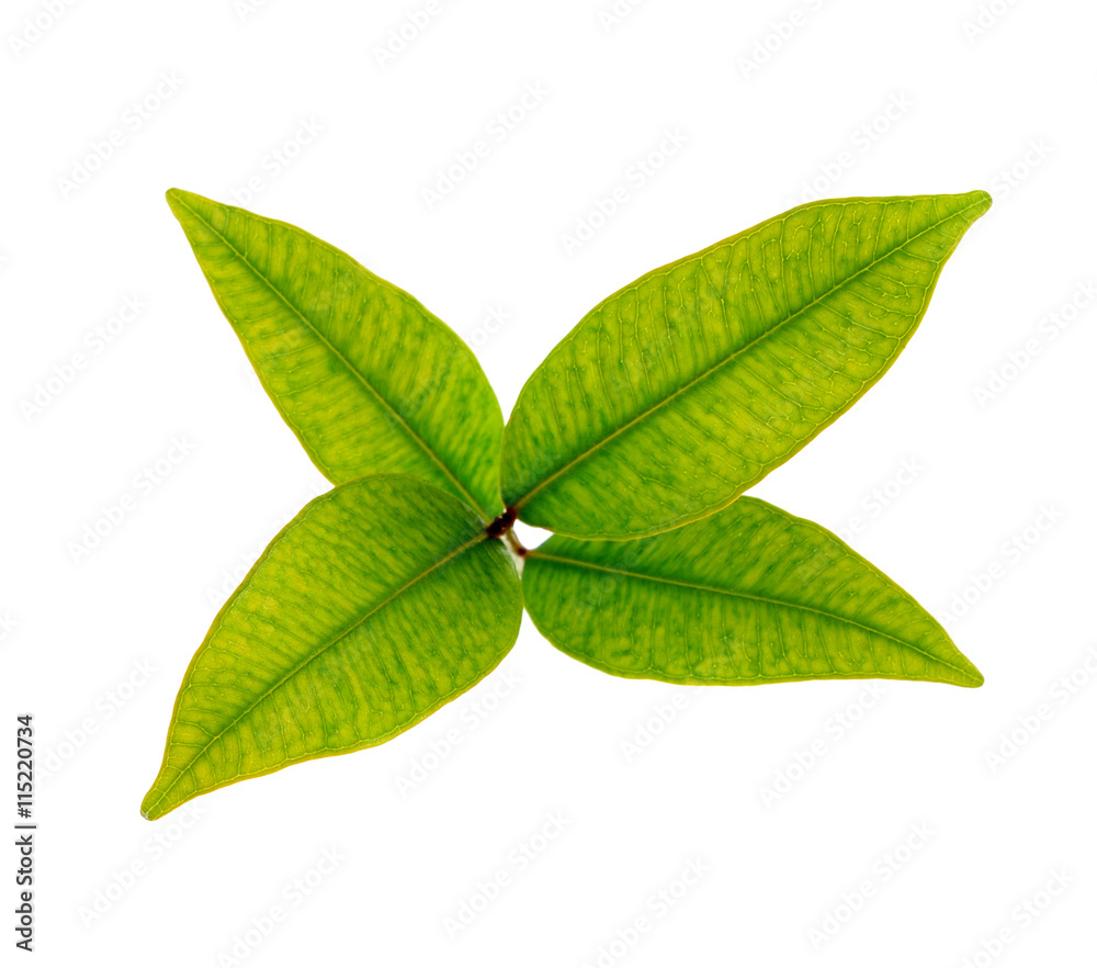 Fototapeta premium Green leaves on white background