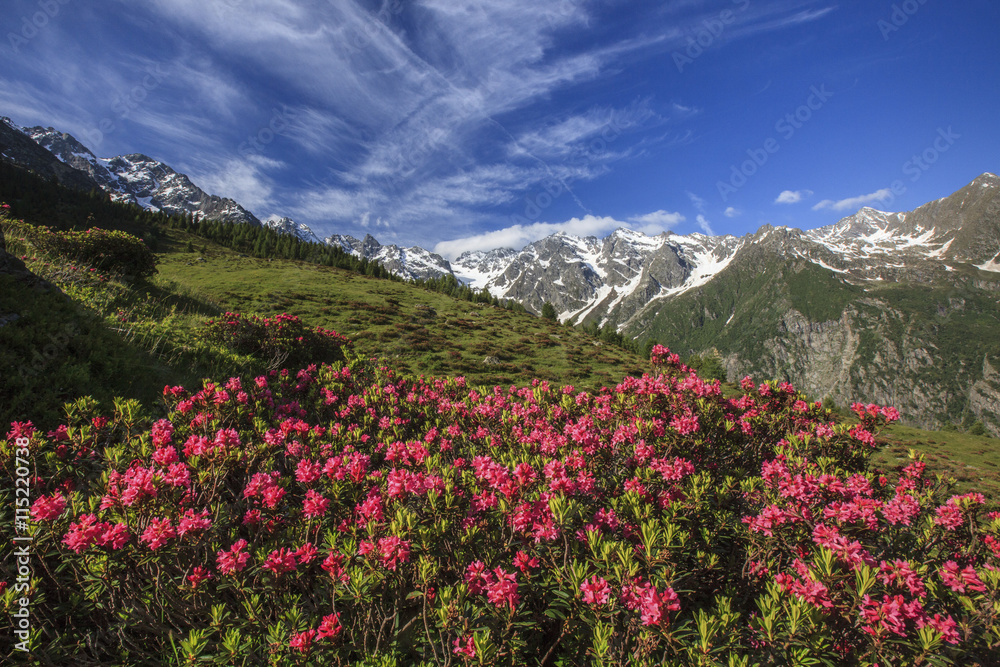 Rhododendrons in bloom surrounded by green meadows, Orobie Alps, Arigna Valley, Sondrio, Valtellina, Lombardy Rhododendrons in bloom surrounded by green meadows, Orobie Alps, Arigna Valley, Sondrio, Valtellina, Lombardy