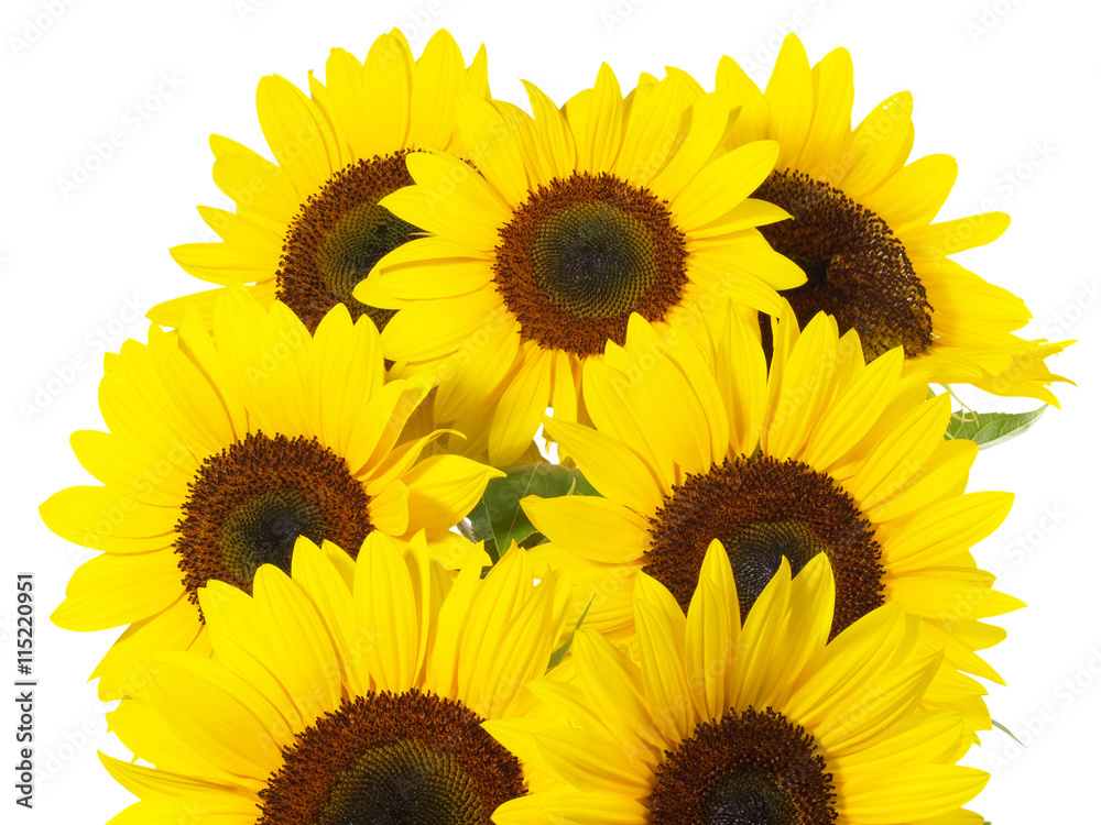 Obraz premium Sonnenblumen
