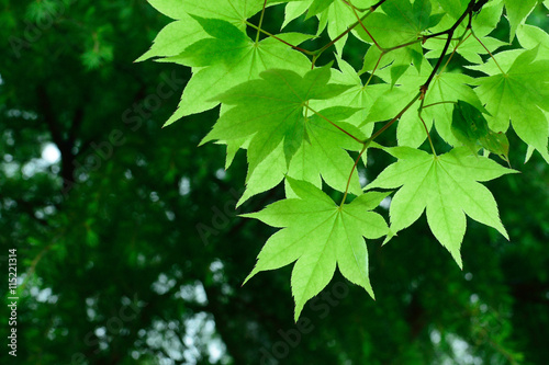 Tableau sur toile fresh green leaves