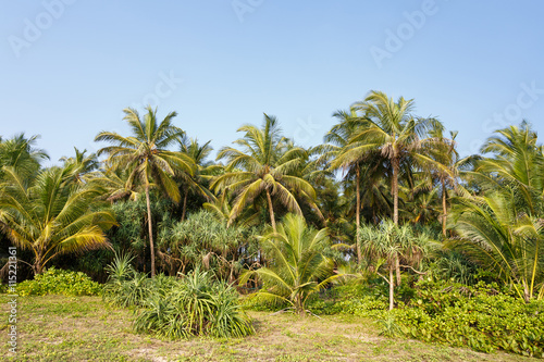 Palm trees, beach. © Beautiful textures