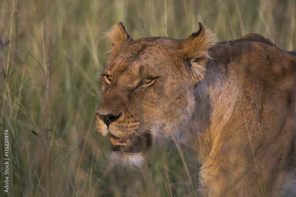 Lion (Panthera leo), Masai Mara, Kenya Lion (Panthera leo), Masai Mara, Kenya