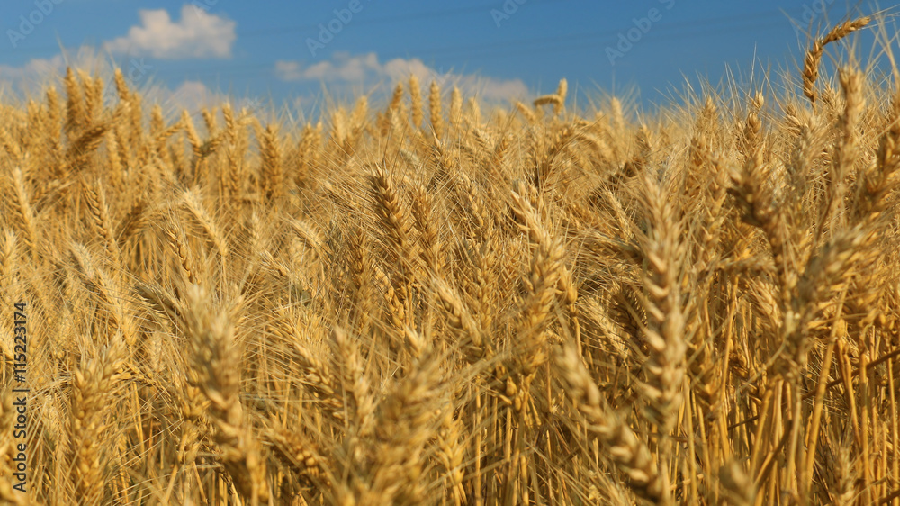 Wheat field against a blue sky