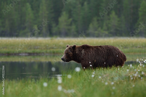 brown bear drinking from pond