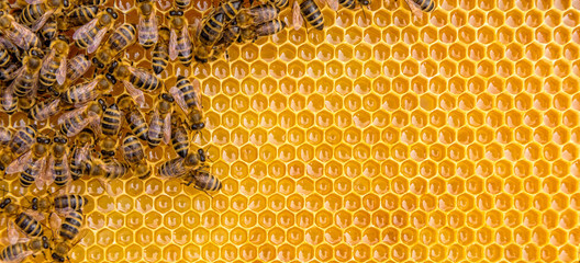 Acrylglasbilder Biene Fleißige Bienen auf goldenen Honigzellen  © Jag_cz