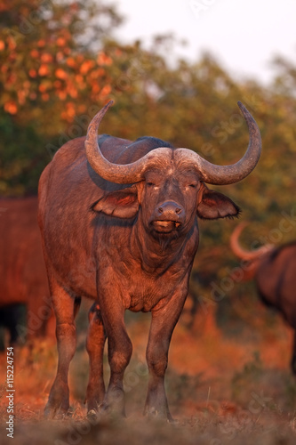 Cape buffalo  syncerus caffer  Kruger national park  South Africa