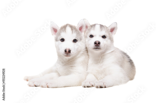 Portrait of two cute puppies breed husky 