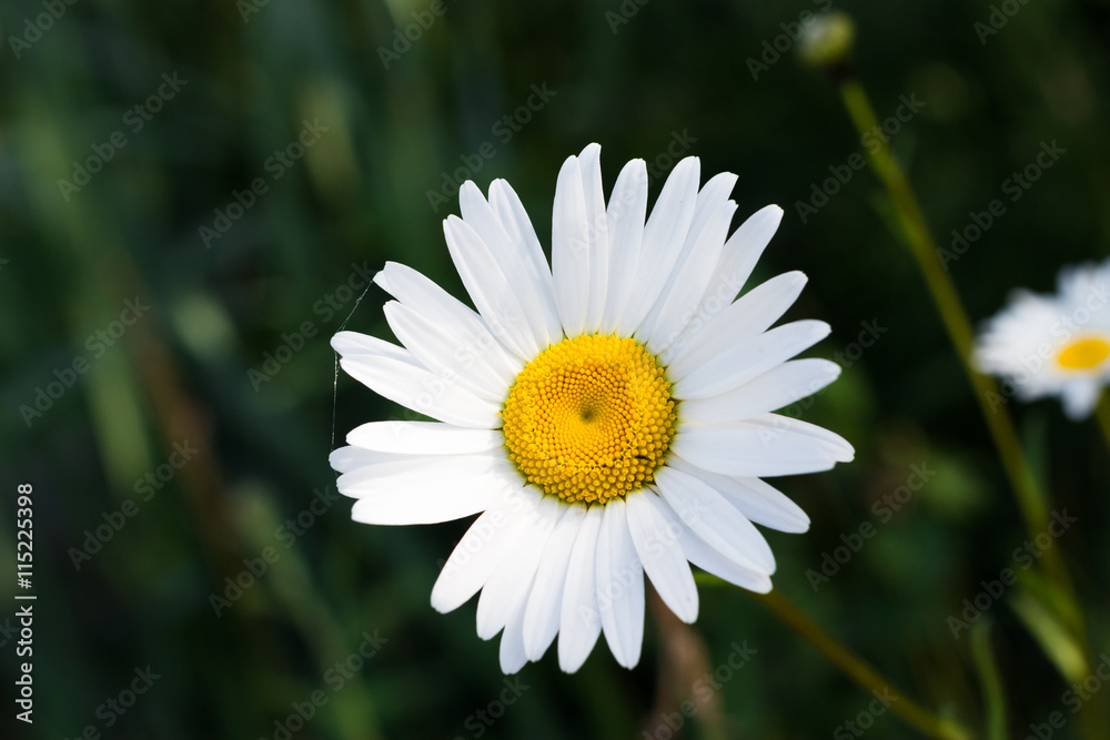 chamomile flower with cobweb on background of green leaves chamomile flower with cobweb on background of green leaves