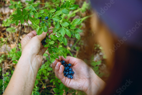 Woman gathers ripe fresh blueberries in the forest. Close-up