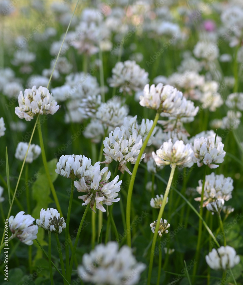 Blooming Trifolium repens (white, Dutch, creeping Amor) (lat. Trifolium repens) - sort of clover, legume family, subfamily butterfly. Perfect fodder pasture plant. Excellent honey plant. Macro Blooming Trifolium repens (white, Dutch, creeping Amor) (lat. Trifolium repens) - sort of clover, legume family, subfamily butterfly. Perfect fodder pasture plant. Excellent honey plant. Macro