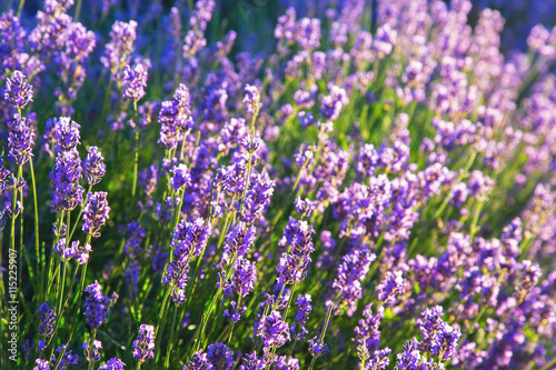 Blooming lavender in backlight