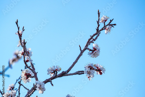 texture of cherry blossom branch in blue sky background