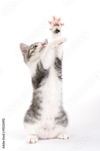 Young gray kitten sits on a white background holding up his paw