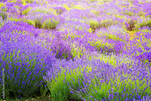 Fototapeta Naklejka Na Ścianę i Meble -  Beautiful lavender bushes in full bloom