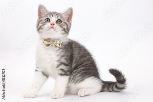 Grey kitten with a bow on his neck sitting on a white background