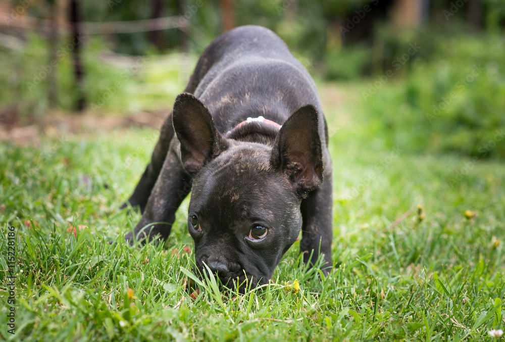 French bulldog puppy in the park French bulldog puppy in the park