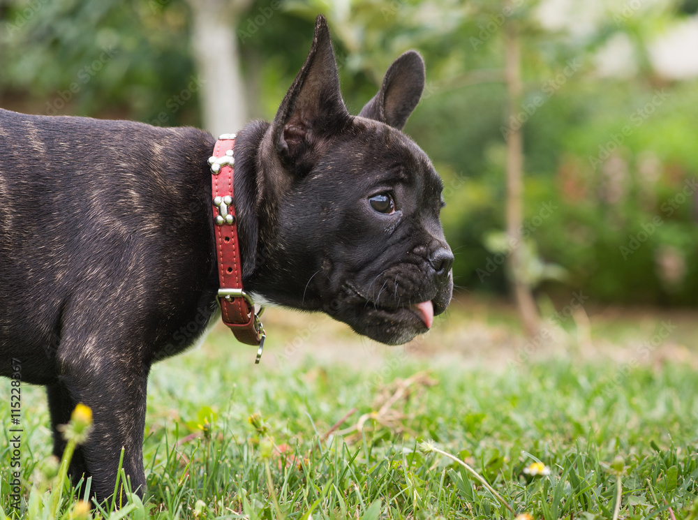 French bulldog puppy in the park French bulldog puppy in the park
