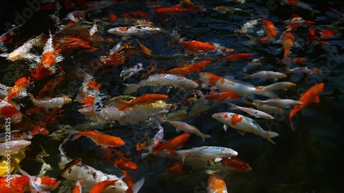 Wallpaper Mural UltraHD video - Dense swarm of colorful, Japanese koi fish, churning the surface of a decorative pond Torontodigital.ca