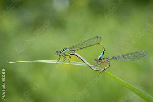 libellules qui se reproduise sur un brin d'herbe