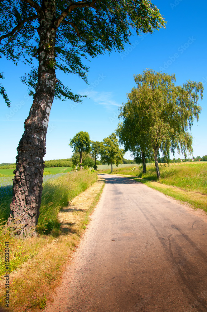 Country road and trees surrounded by fields Country road and trees surrounded by fields
