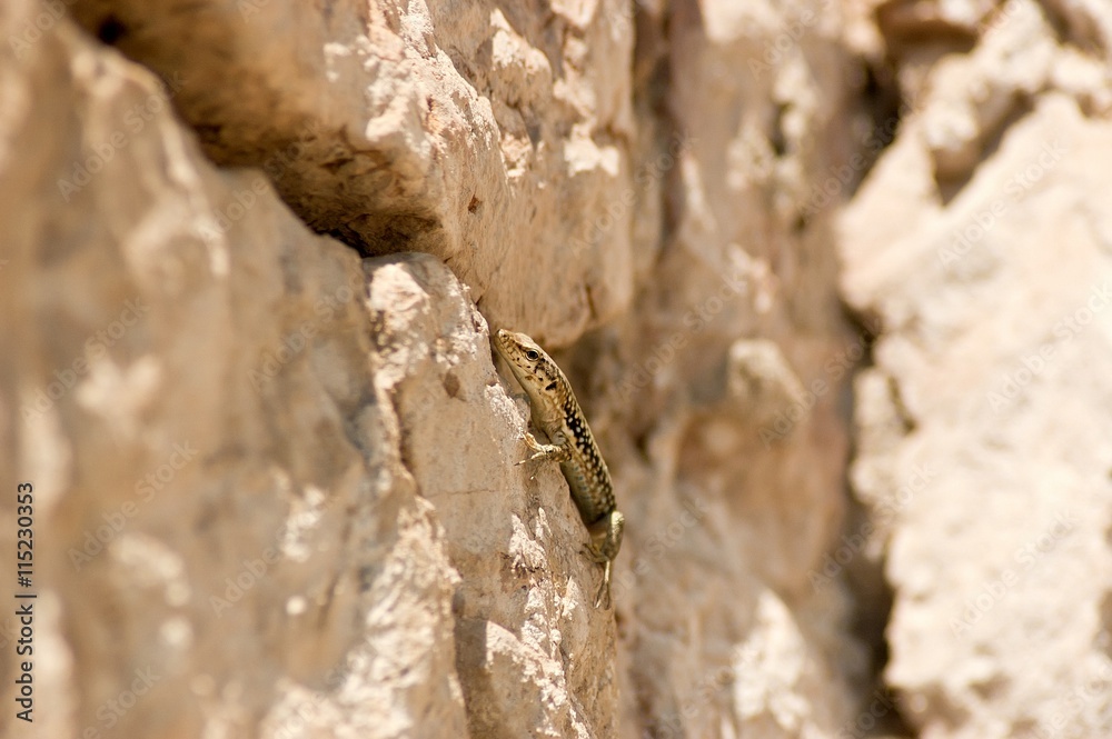 Small lizard climbing on the rock, close up. Small lizard climbing on the rock, close up.