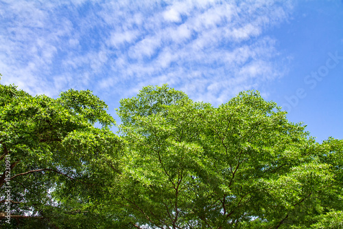 Green Tree with clouds in the sky