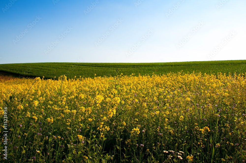 Beautiful fields of grain