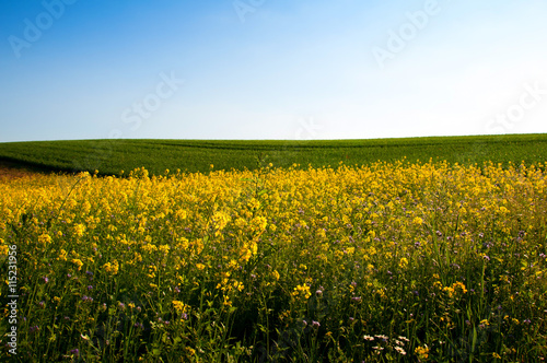 Beautiful fields of grain