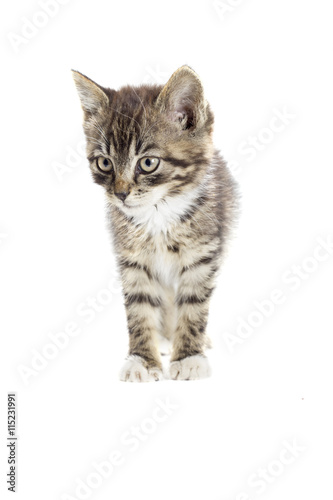 tabby kitten