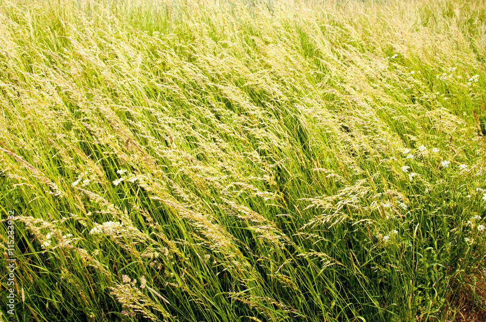 Dry grass on meadow in cloudy weather Dry grass on meadow in cloudy weather
