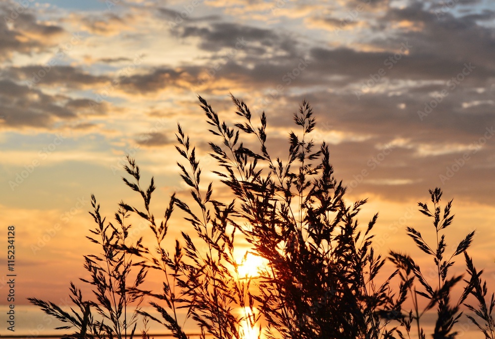 Grass against the background of evening sky and setting sun 