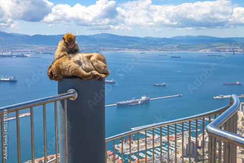 Relaxed apes sitting on a top of Gibraltar Rock, the famous wild macaques of Upper Rock Natural Reserve. Gibraltar is a British colony that is located at southern end of Iberian Peninsula.