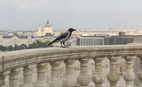 Old raven with Budapest cityscape in background © Panama