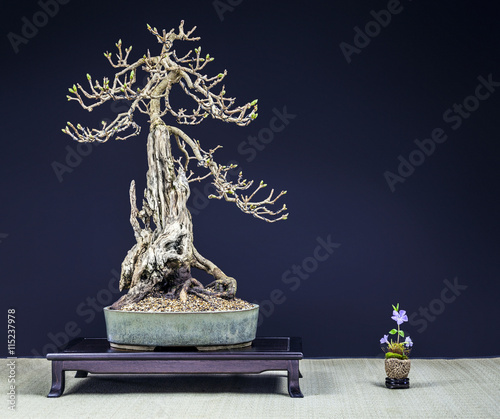 Bonsai Flieder im Winter