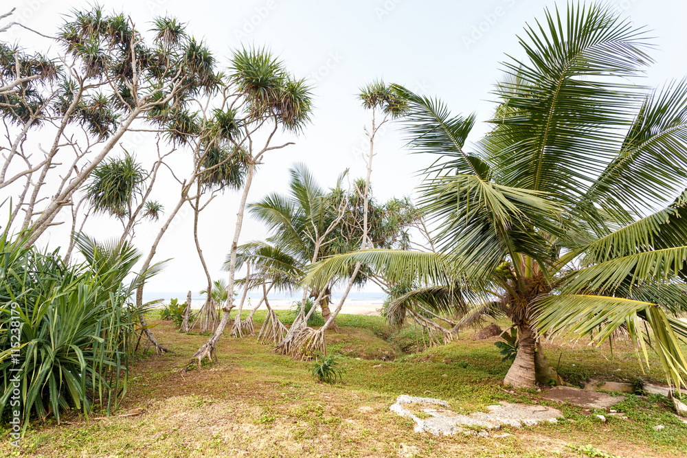 Beautiful landscape, tropical palm beach Beautiful landscape, tropical palm beach