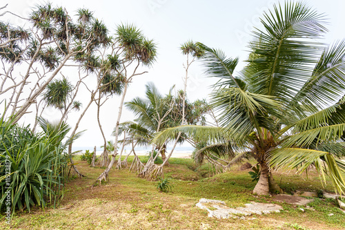 Beautiful landscape  tropical palm beach