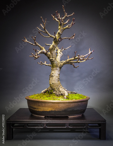Bonsai Kastanie im Winter