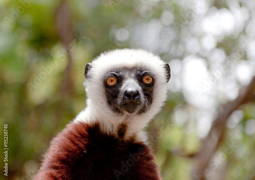 Coquerels sifaka (propithecus coquereli) looking at camera, Antananarivo, Madagascar photo