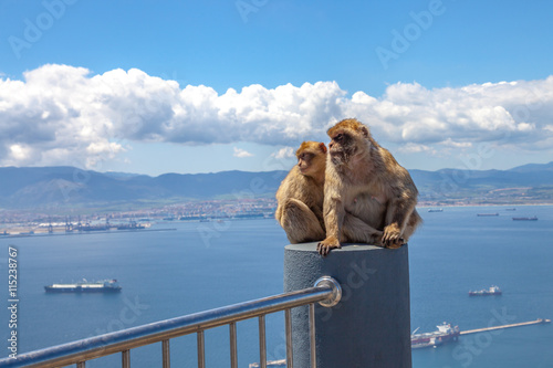 The famous wild macaques of Upper Rock Natural Reserve in Gibraltar Rock. Gibraltar is a British colony that is located at southern end of Iberian Peninsula. © bennymarty