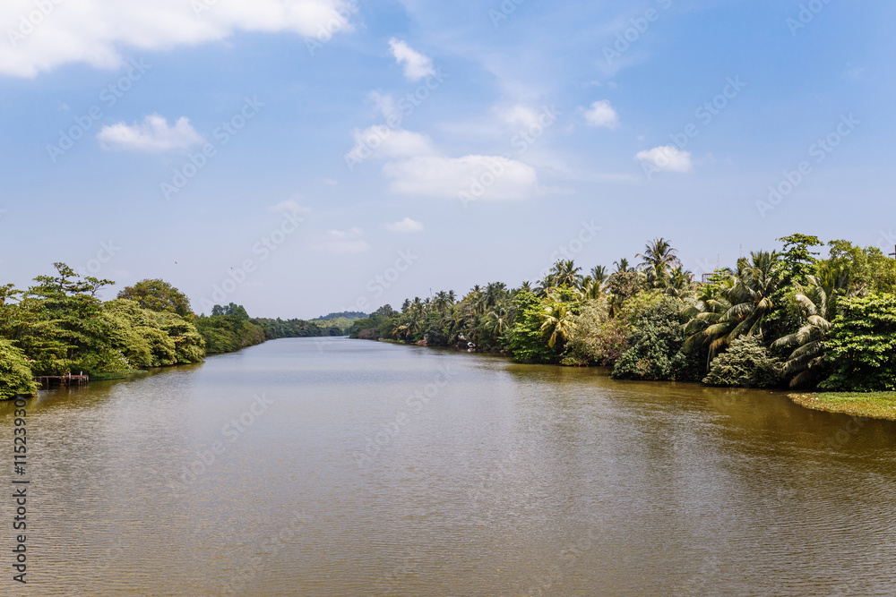 Palm trees, beach river. Palm trees, beach river.
