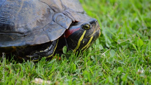 Red eared turtle head slowly emerging from its shell looking around closeup on fresh green grass photo