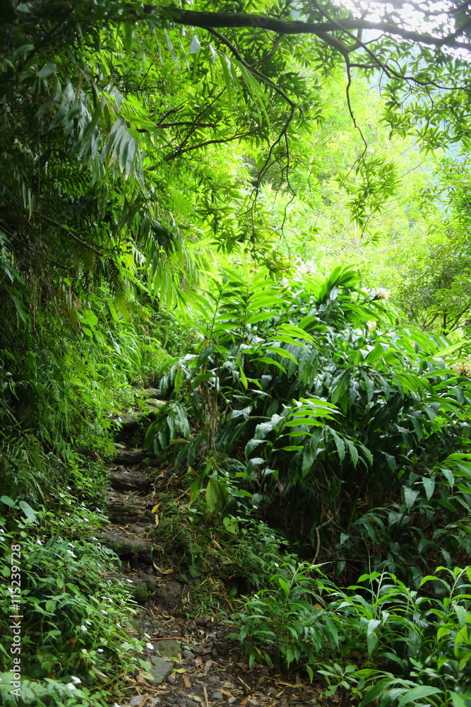 chemin de randonnée ile de la réunion chemin de randonnée ile de la réunion
