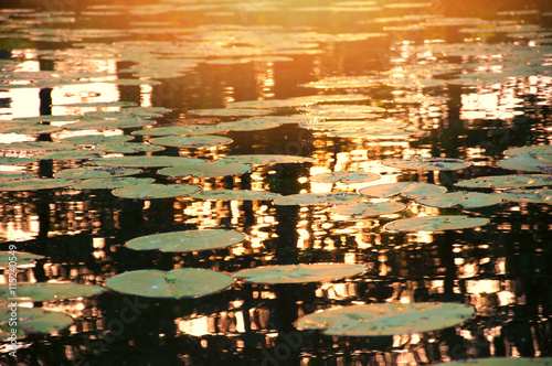 View on the river with many water lilies photo