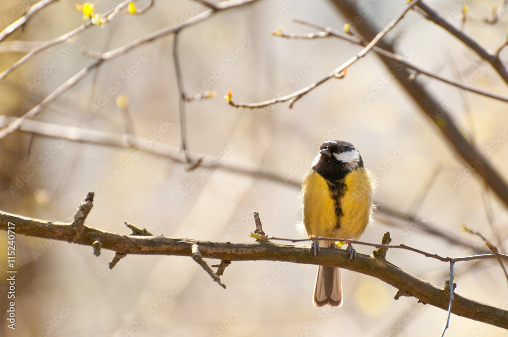 Naklejka premium Tit