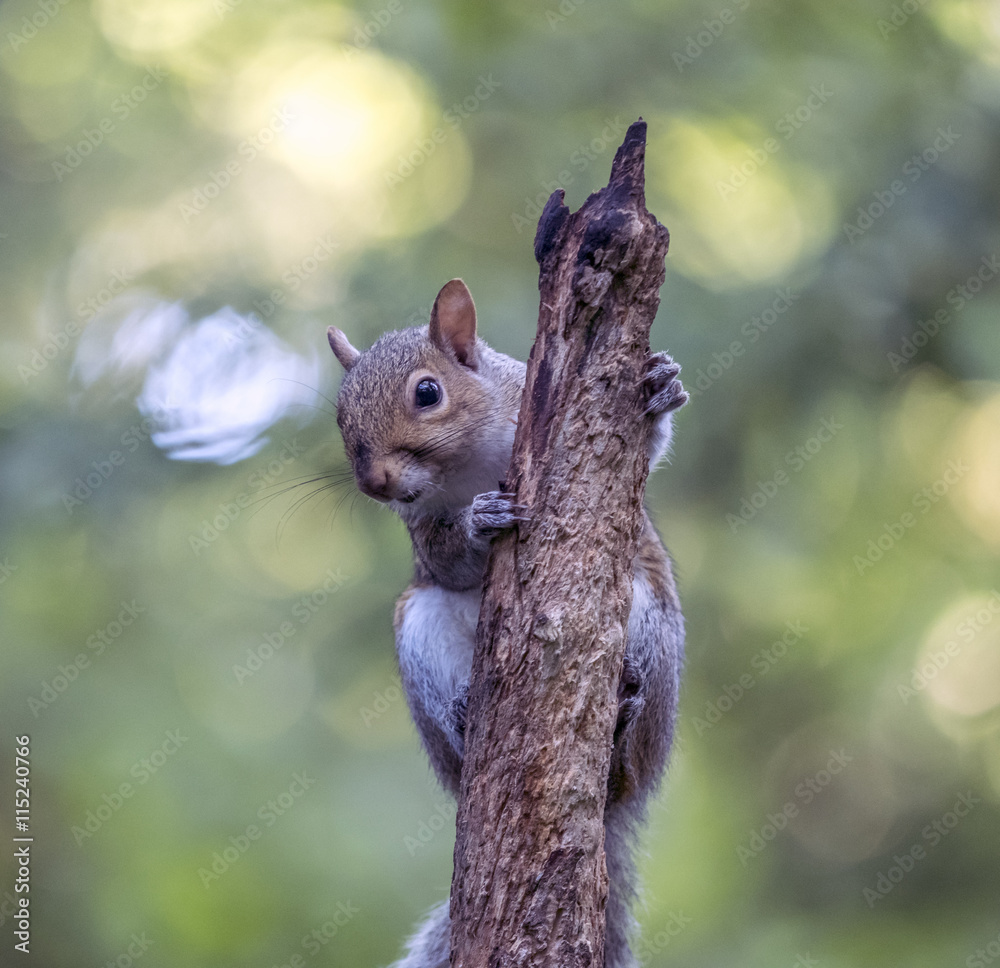 Sciurus carolinensis, common name eastern Sciurus carolinensis, common name eastern