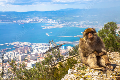 A wild macaque or Gibraltar monkey, one of the most famous attractions of the British overseas territory. Apes' Den in the Upper Rock Natural Reserve in Gibraltar Rock.