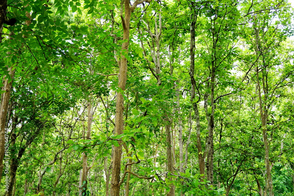 morning green trees in a forest morning green trees in a forest
