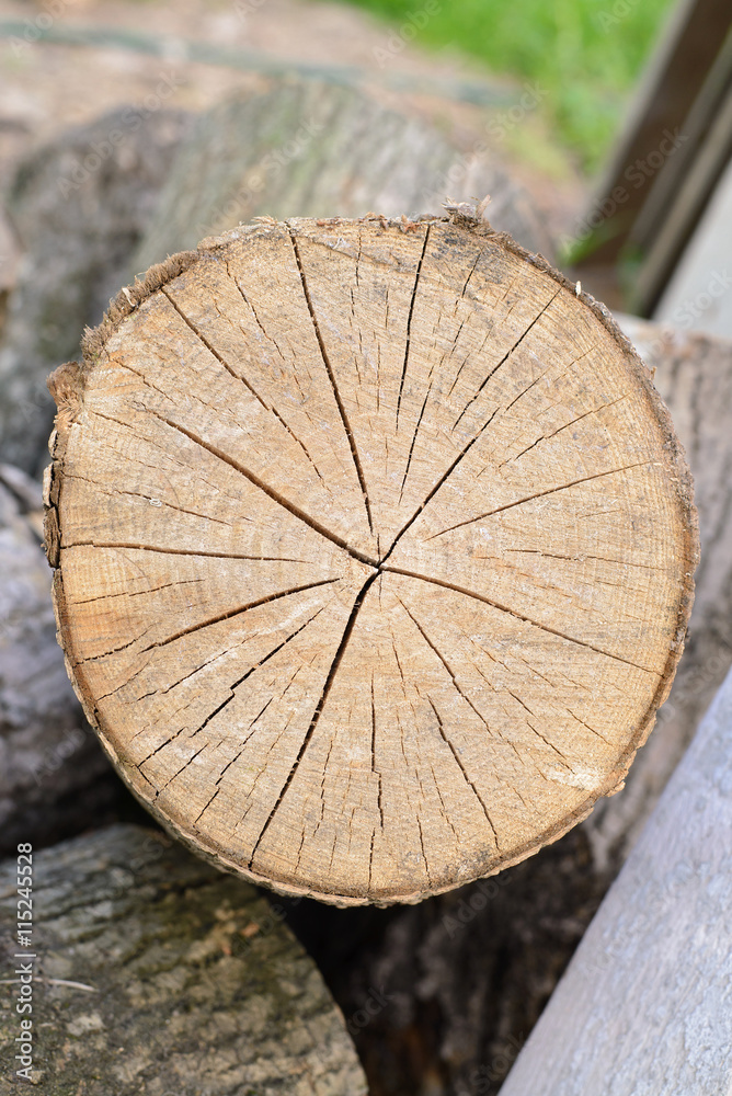 Cracked log. background of cracked section of old dry wood Cracked log. background of cracked section of old dry wood