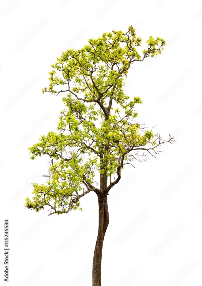 Tree isolated on a white background Tree isolated on a white background
