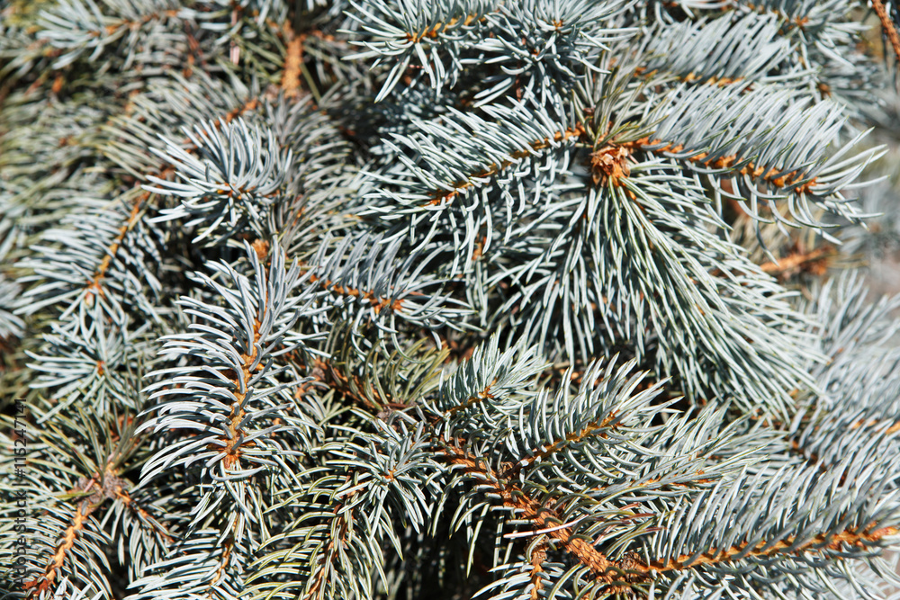 The background of bright green spruce